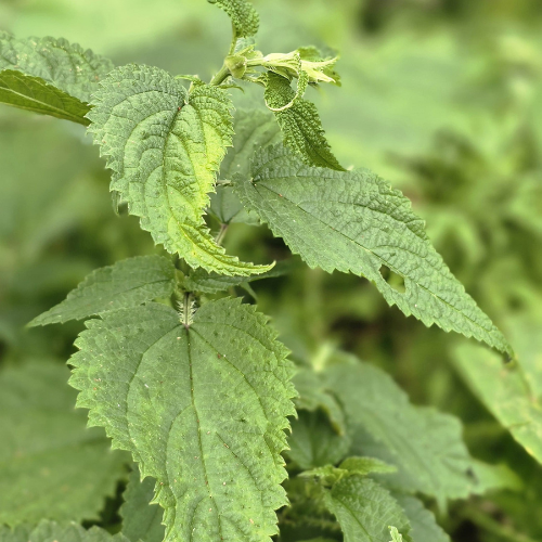 What is Himalayan Nettle?
